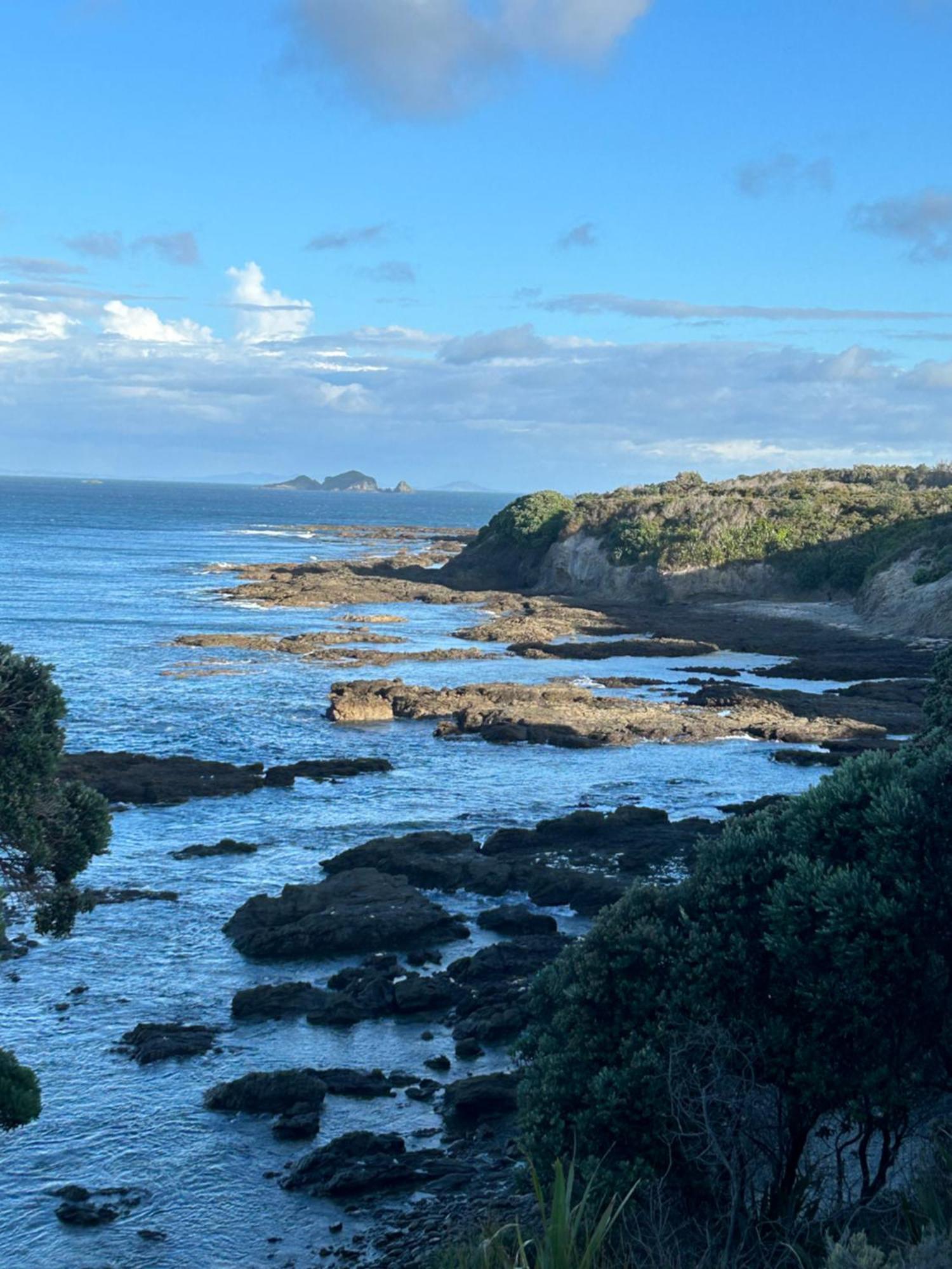 Turtle Pukenui
